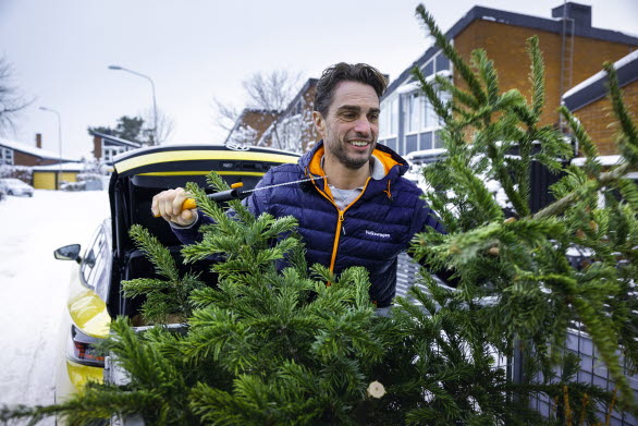 Programledaren Anders Öfvergård skär ner en uttjänt julgran.